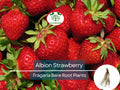 10 Albion Strawberry Bare Root Plants - Day Neutral, Sweet Large Fruit, Fragaria × ananassa, Non-GMO, Long Season Yield