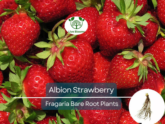 10 Albion Strawberry Bare Root Plants - Day Neutral, Sweet Large Fruit, Fragaria × ananassa, Non-GMO, Long Season Yield