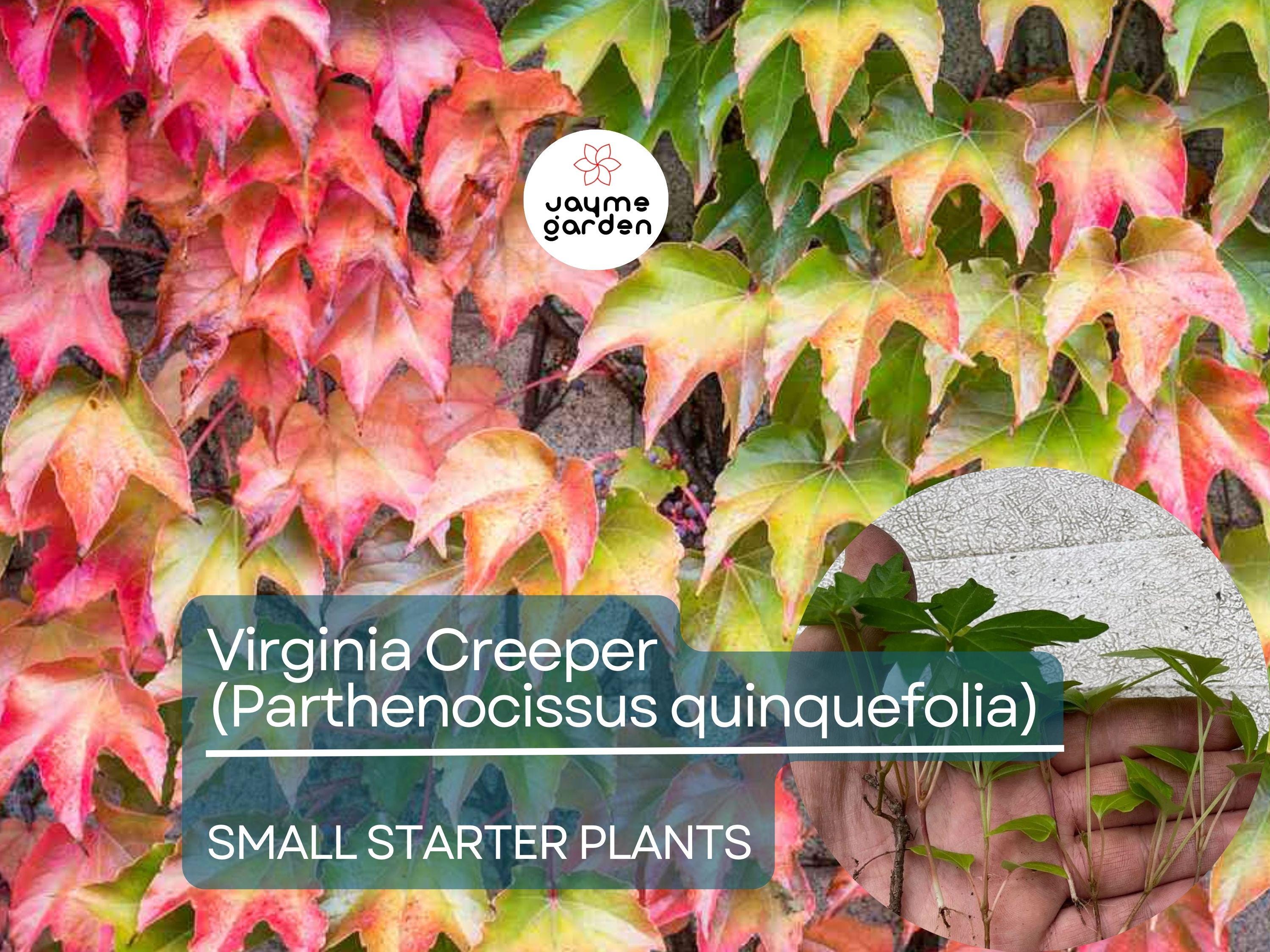 12 Small Starter Plants Virginia Creeper Vine (Parthenocissus quinquefolia) - Hardy Climbing Vine for Walls, Fences & Ground Cover