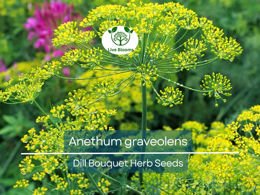 700 Dill Bouquet Seeds for Planting – Anethum graveolens – Fresh Herb for Cooking, Pickling, Gardening, Easy to Grow