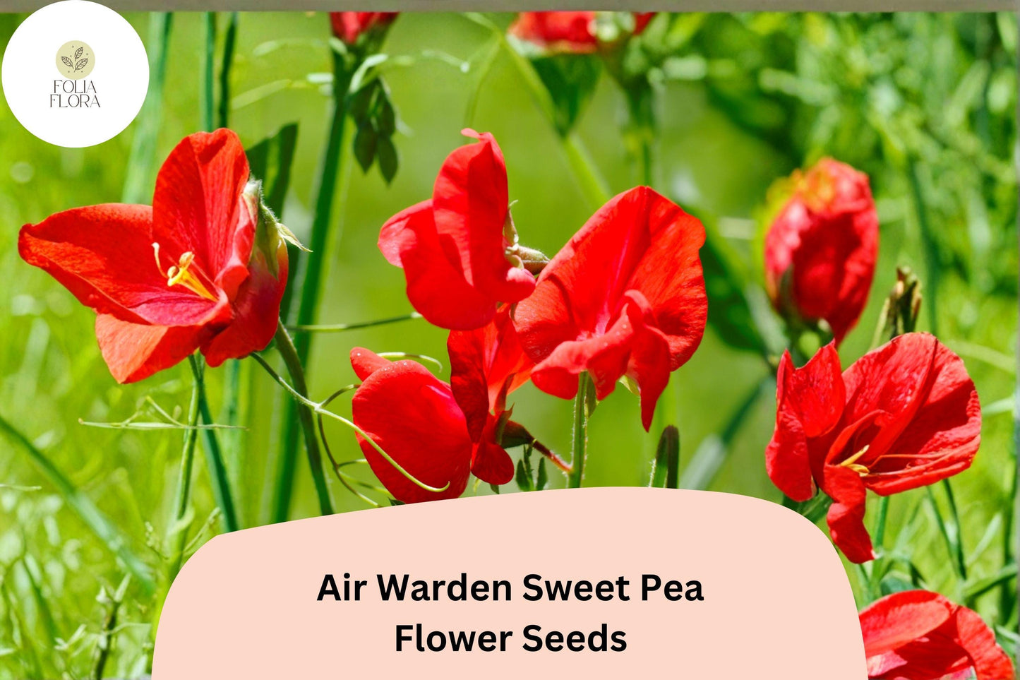 50+ Air Warden Sweet Pea Seeds for Garden Planting | Lathyrus odoratus | Fragrant Annual Climber