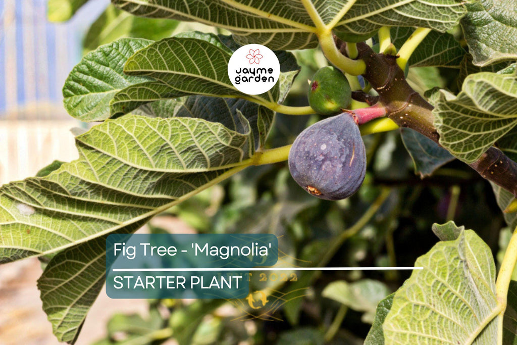 Magnolia Fig Tree | Ficus Carica | Fruiting Tree | Zones 7-10 | Blowout Price