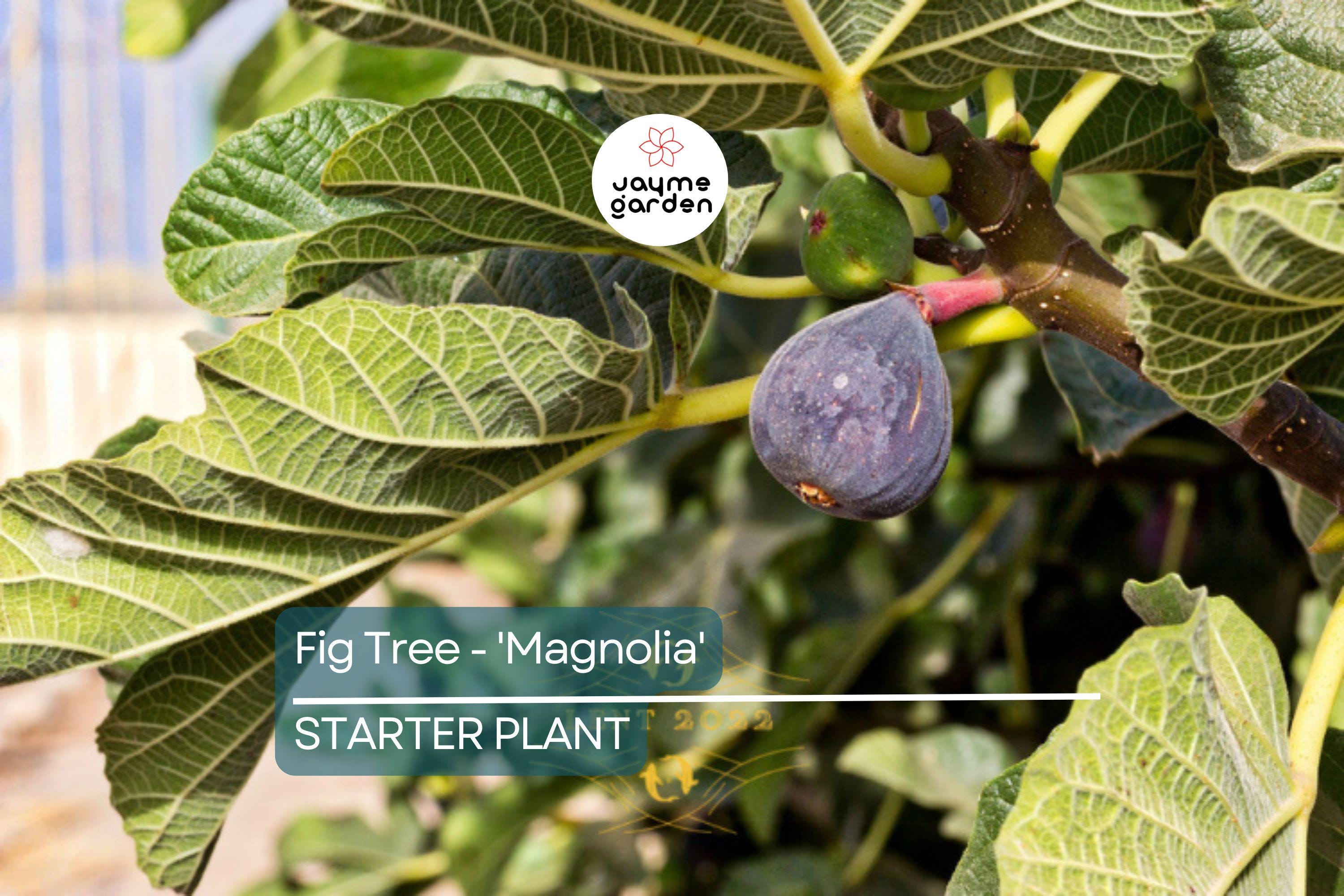 Magnolia Fig Tree | Ficus Carica | Fruiting Tree | Zones 7-10 | Blowout Price