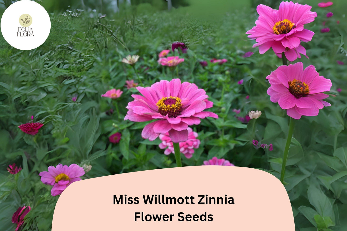 Miss Willmott Zinnia Seeds – 100+ Salmon-Pink Annual Garden Flowers for Planting