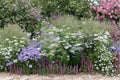 Bishop’s Flower Seeds – Ammi majus, False Queen Anne’s Lace, White Blooms (100 Seeds)