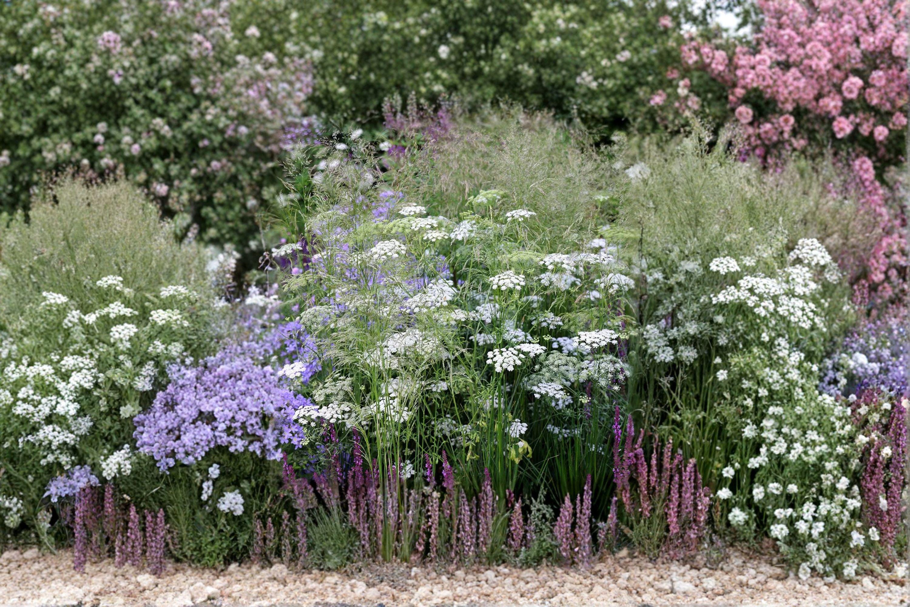 Bishop’s Flower Seeds – Ammi majus, False Queen Anne’s Lace, White Blooms (100 Seeds)