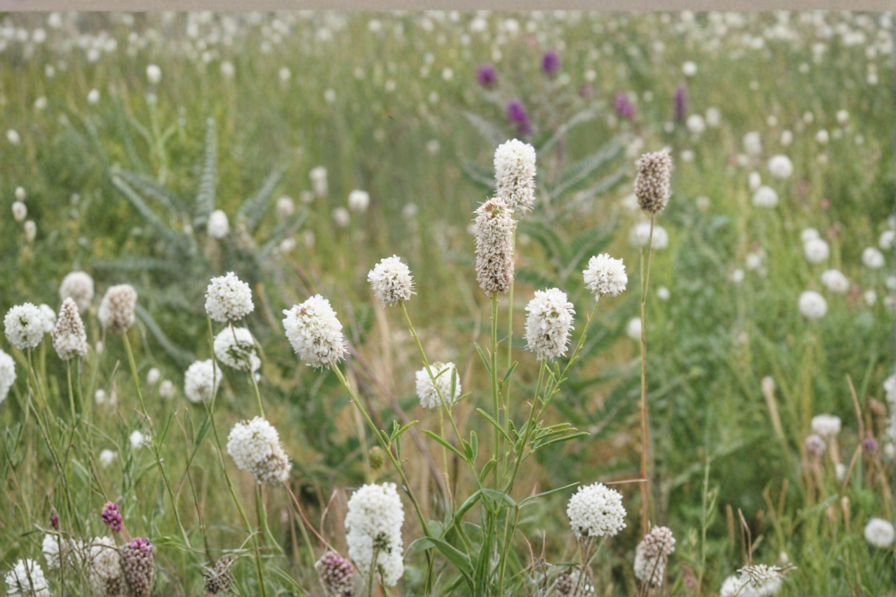 White Prairie Clover – Dalea candida, Native Prairie Perennial | Nitrogen Fixer (100 Seeds)