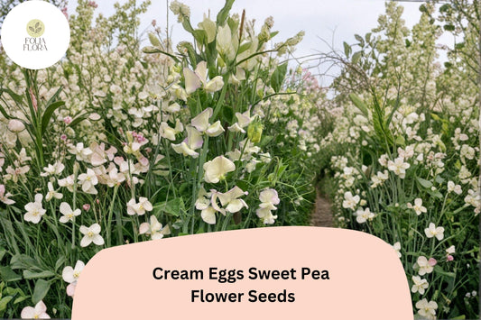 Cream Eggs Sweet Pea Seeds | Lathyrus odoratus Cream & White Blooms Garden Planting (50+ Seeds)