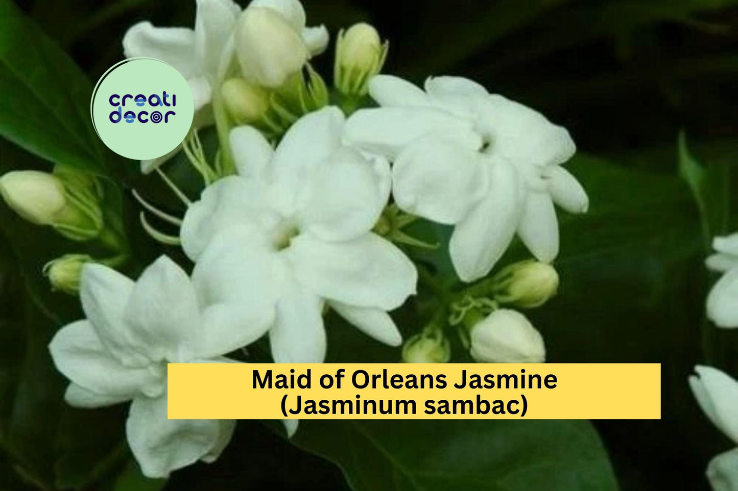 1 Maid of Orleans Jasmine – Jasminum sambac Live Rooted Starter Plant, Fragrant White Blooming Vine/ Shrub for Home & Garden