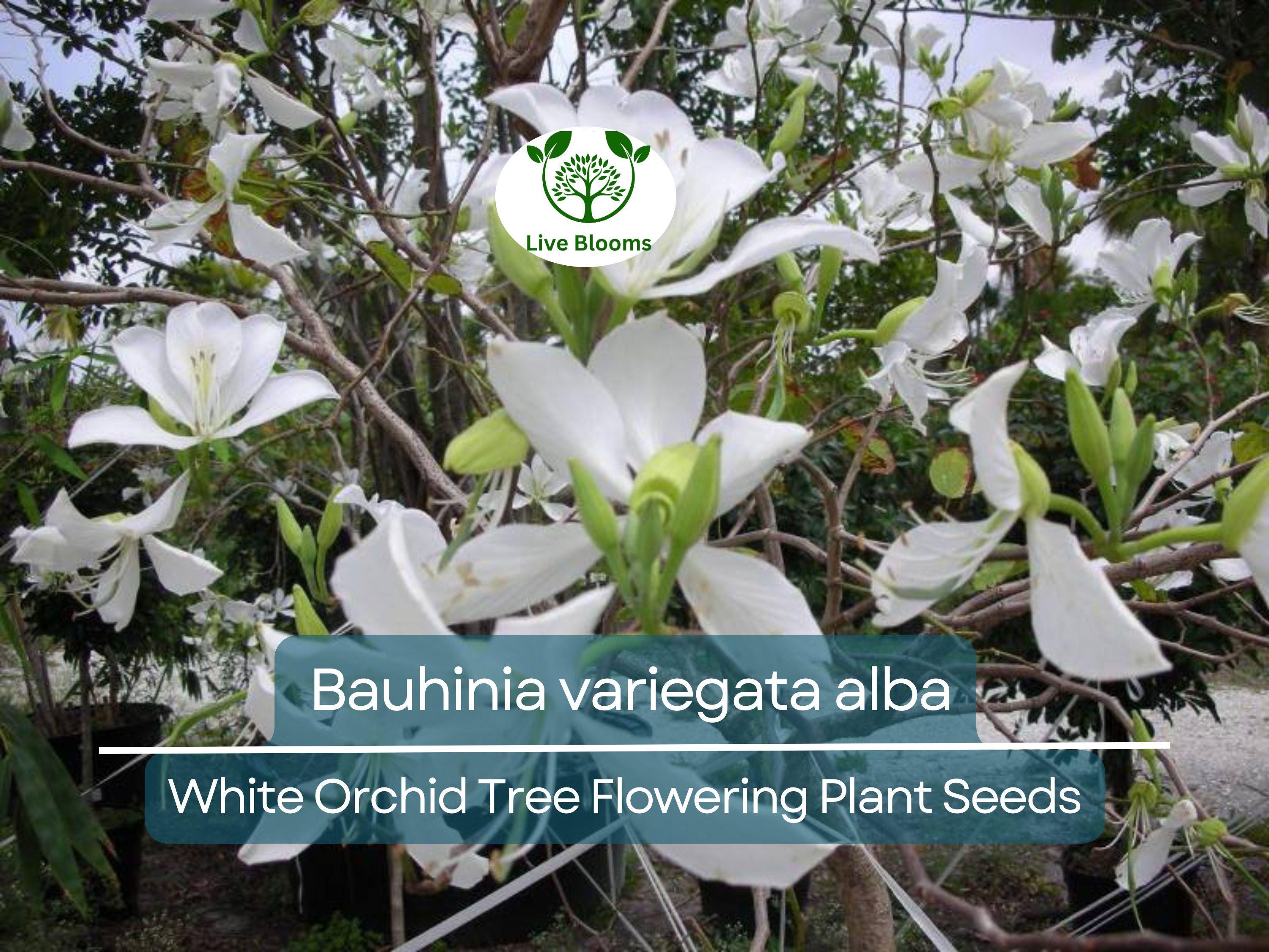 10 Seeds Bauhinia Alba – White Orchid Tree (Bauhinia variegata alba) | Stunning Flowering Plant for Planting