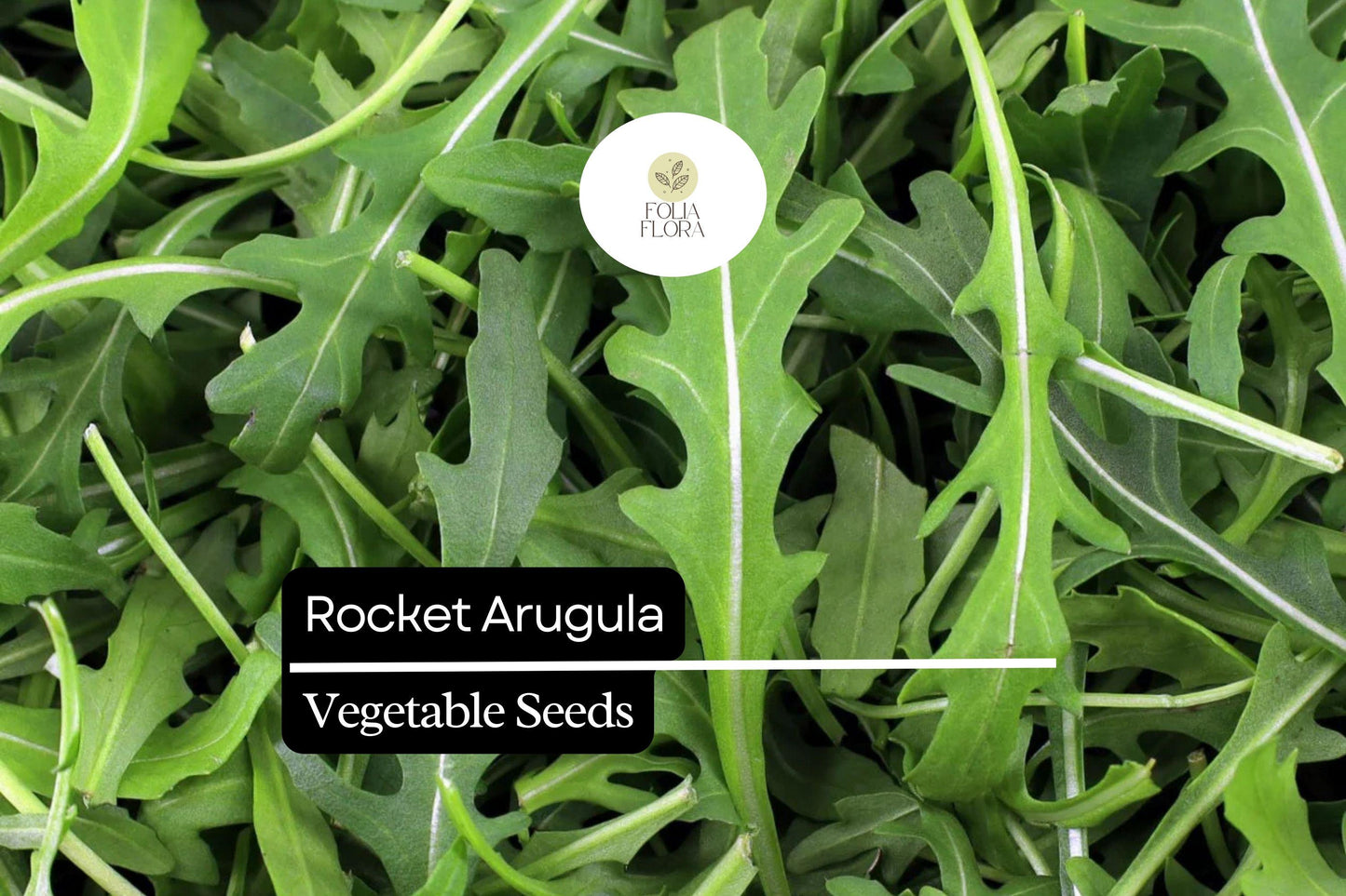 500 Rocket Arugula Seeds – Heirloom, Fast-Growing, Spicy & Nutty Greens, Non-GMO, Cool-Season Crop