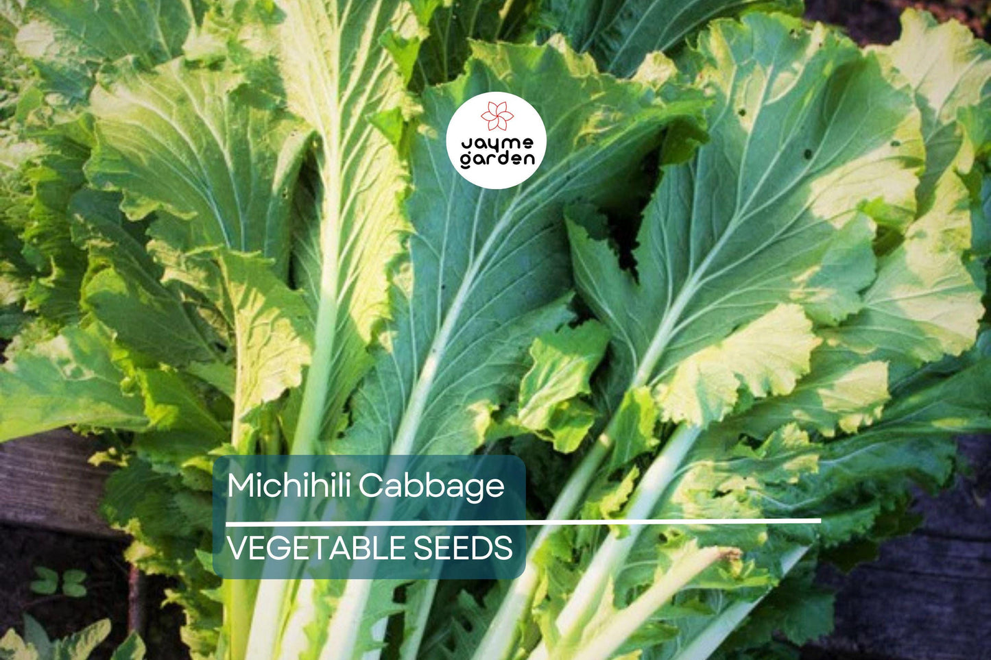 1000 Michihili Cabbage Seeds – Non-GMO, Heirloom Chinese Napa Cabbage | USA Seller, Free Shipping
