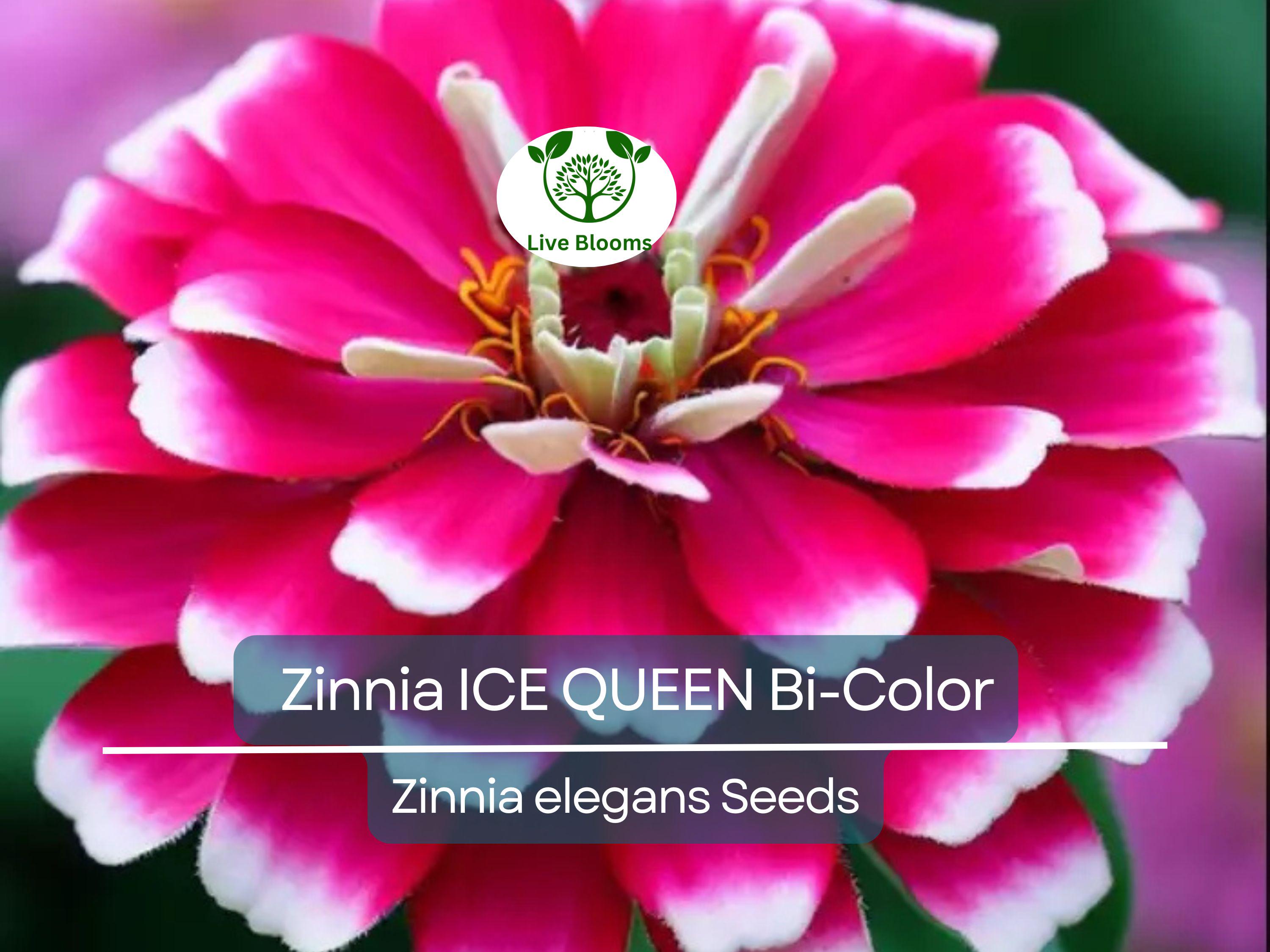 100 Seeds Zinnia ICE QUEEN Bi-Color Pink White Flowers, Attracts Butterflies & Hummingbirds, Non-GMO, Vibrant Garden Blooms, Easy to Grow