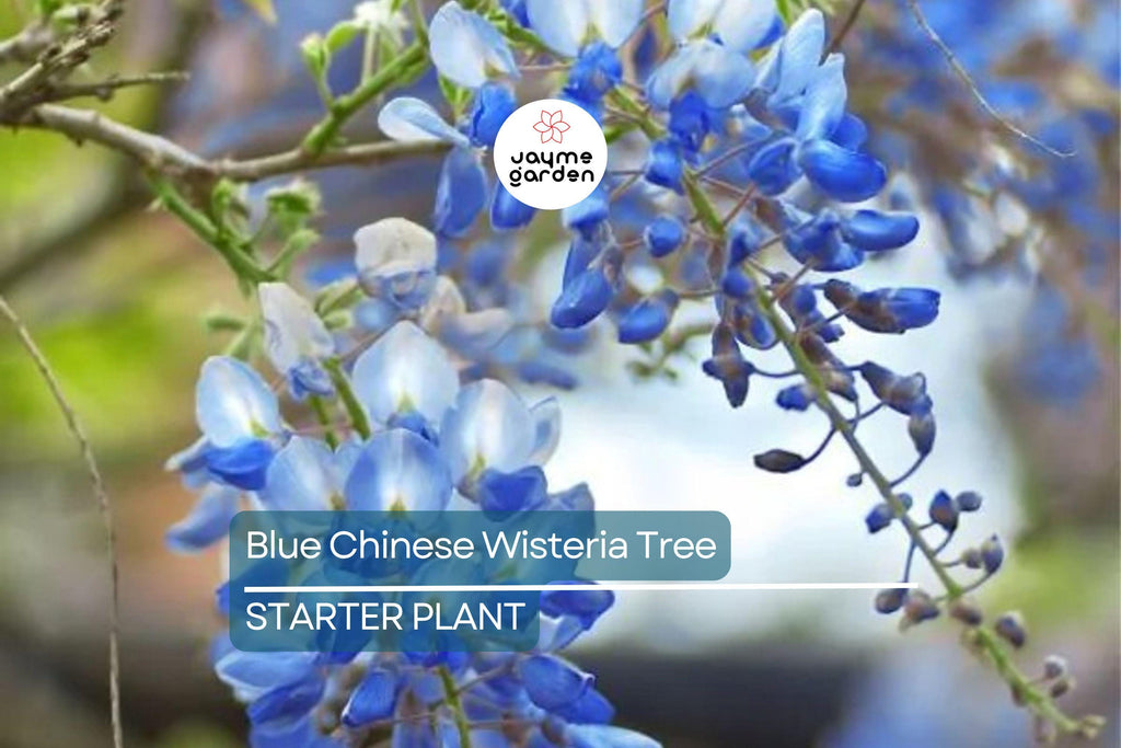 Blue Chinese Wisteria Tree 1-2ft Tall | Live Plant, Ready to Plant | Blue Flowers, Bare Root