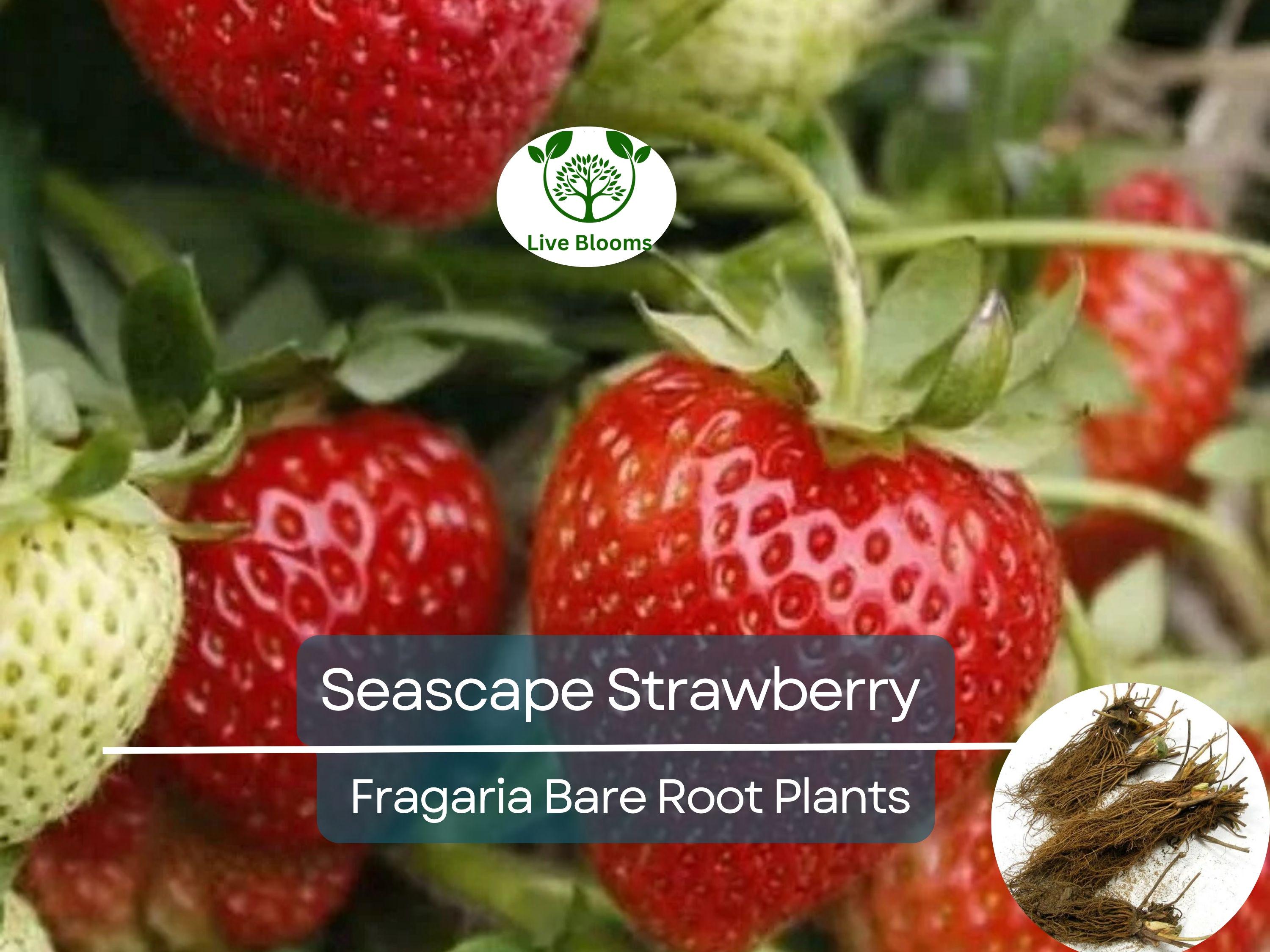 12 Seascape Strawberry Bare Root Plants - Everbearers - Fragaria × ananassa, Sweet Fruit, Non-GMO, Long Harvest, Cold Hardy
