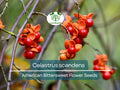 30 Seeds Celastrus scandens (American Bittersweet) for Planting | Native Climbing Vine for Garden, Landscaping & Wildlife Support