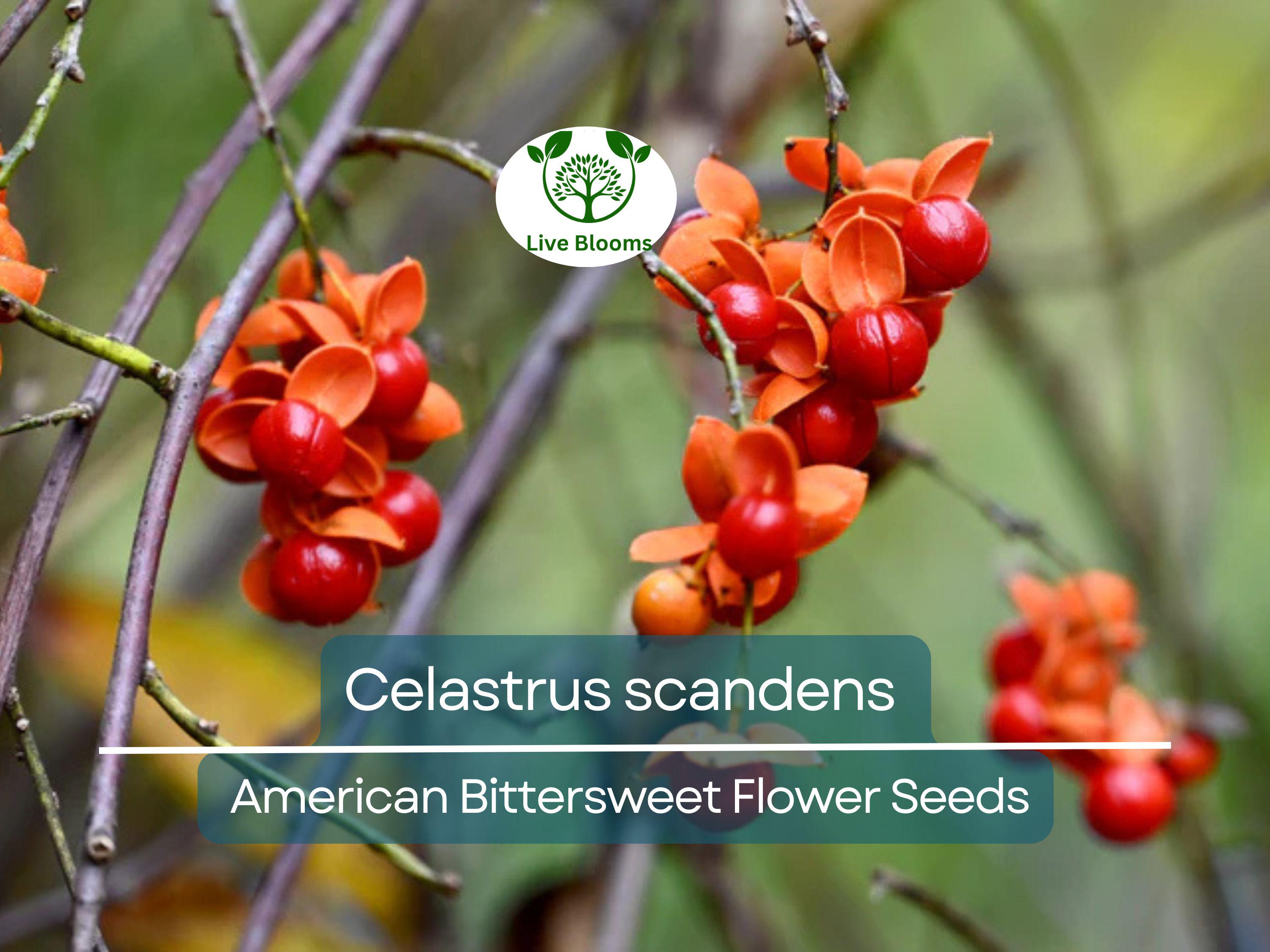 30 Seeds Celastrus scandens (American Bittersweet) for Planting | Native Climbing Vine for Garden, Landscaping & Wildlife Support