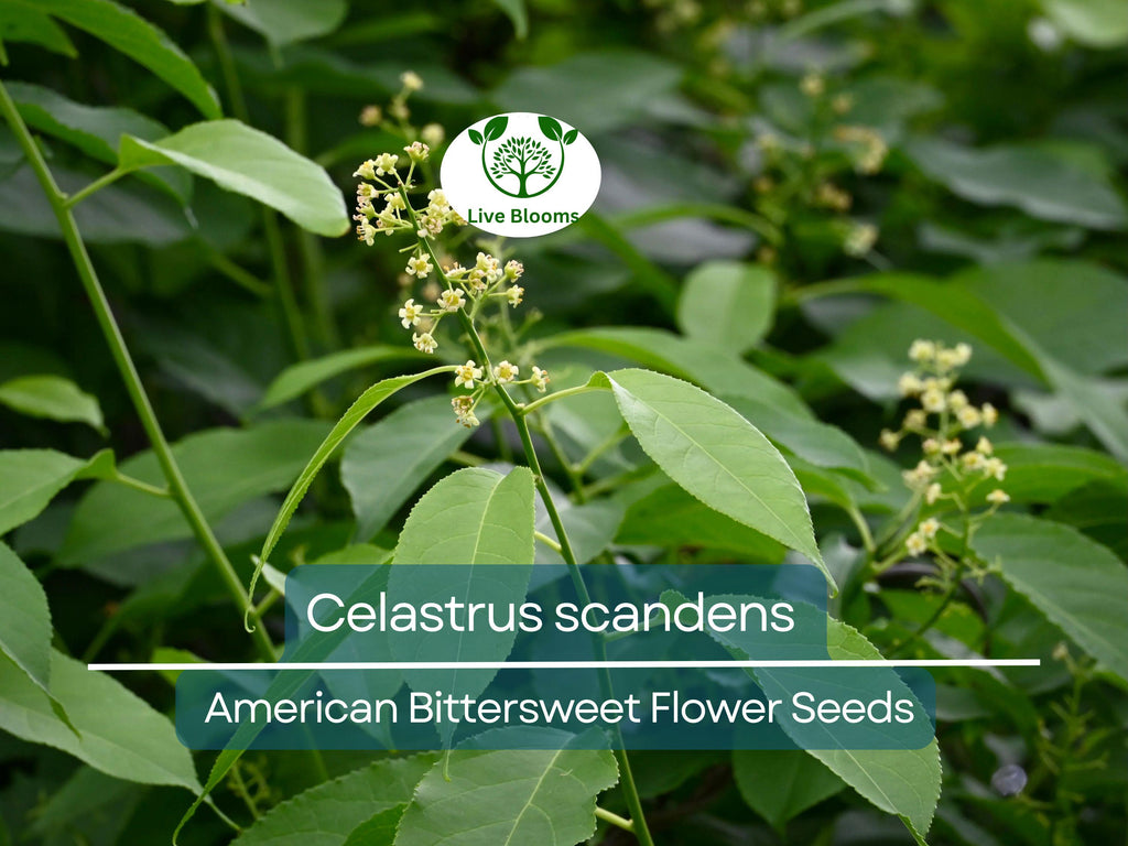 30 Seeds Celastrus scandens (American Bittersweet) for Planting | Native Climbing Vine for Garden, Landscaping & Wildlife Support