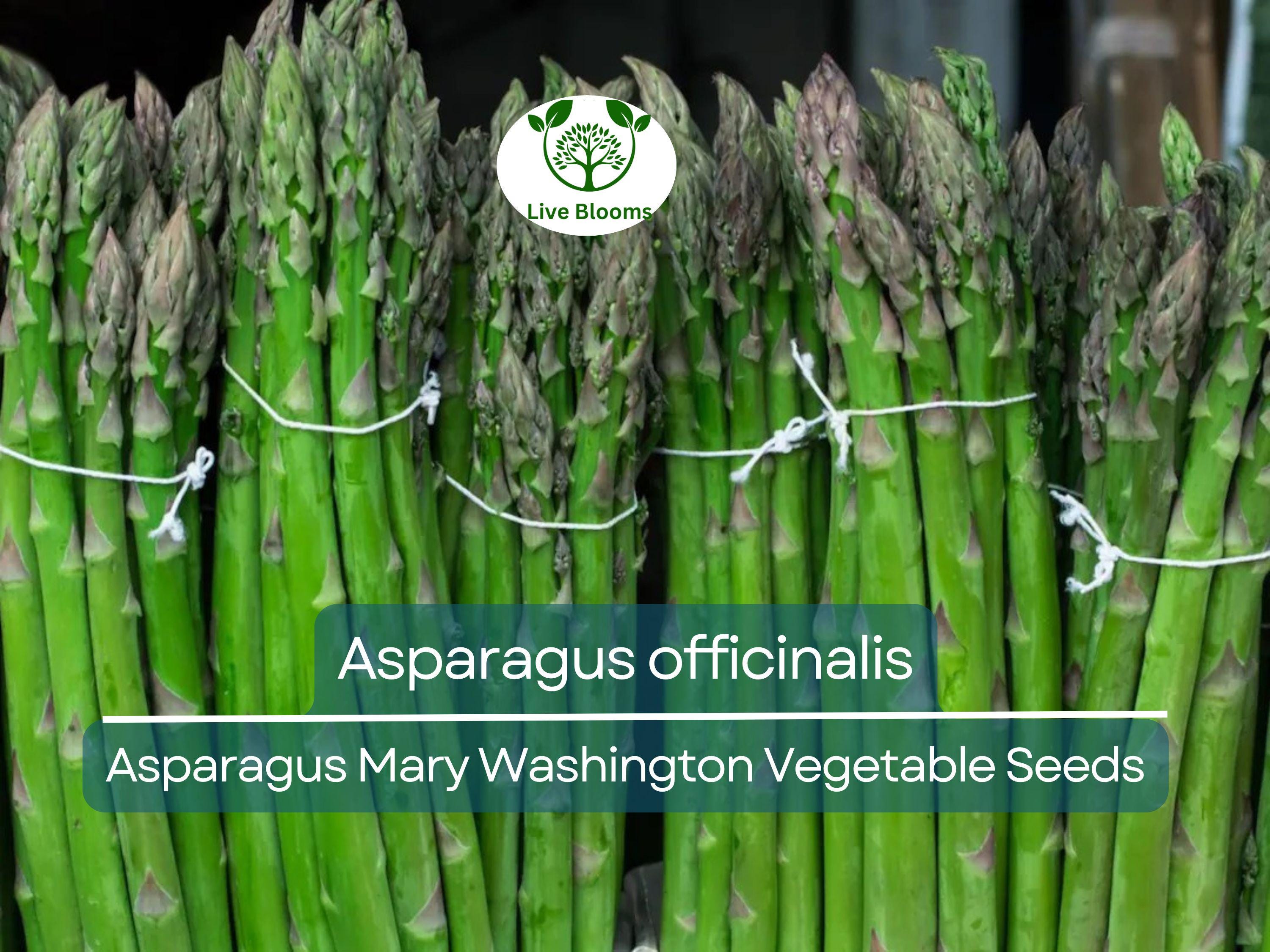 40 Seeds Asparagus Mary Washington - Asparagus officinalis | Heirloom Variety for Planting, Gardening & Delicious Harvest