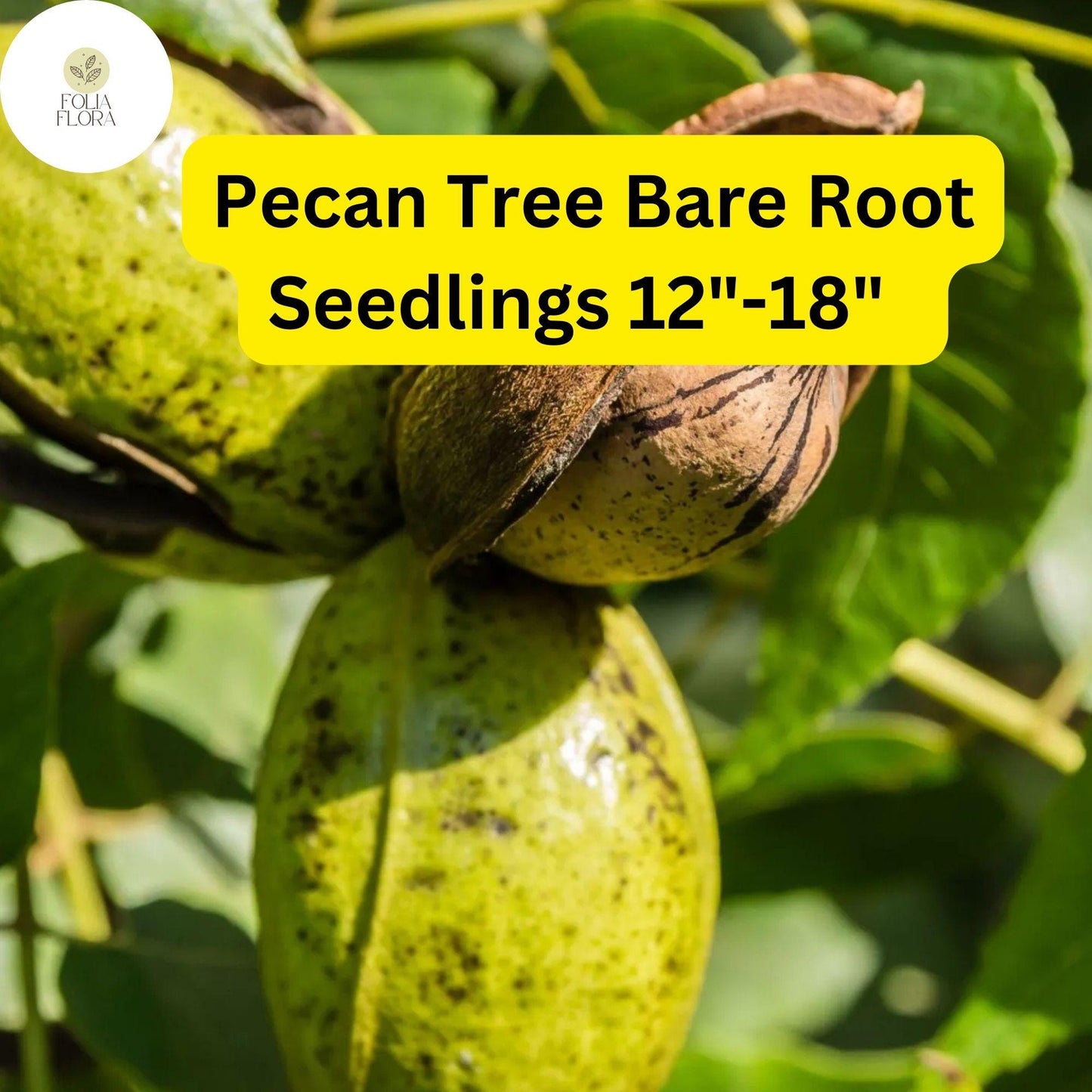 2 Live Bare-Root Seedlings Hardy Pecan Trees (Carya illinoinensis) 12"-18"