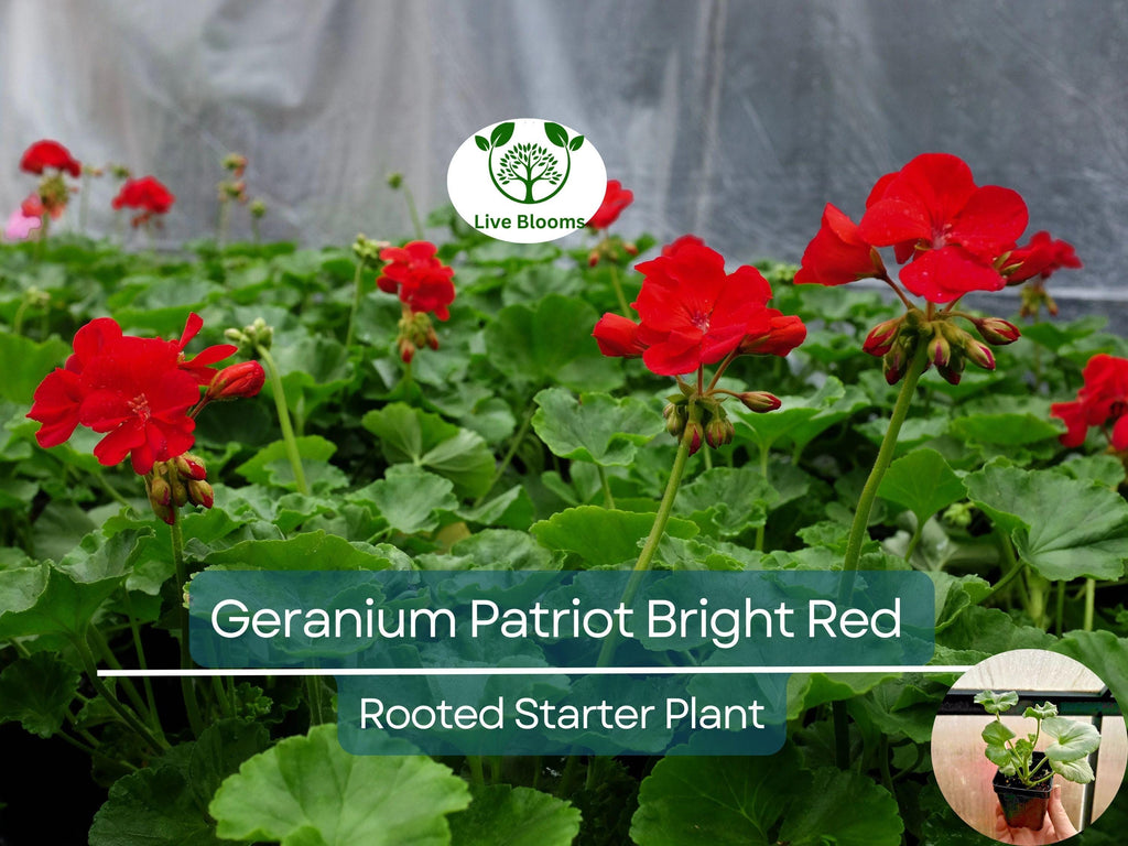 1 Geranium 'Patriot Bright Red' Plug - Zonal Crimson Red Live Plant, Beautiful Red Blooms, Hardy Garden Flower, for Containers & Bedding