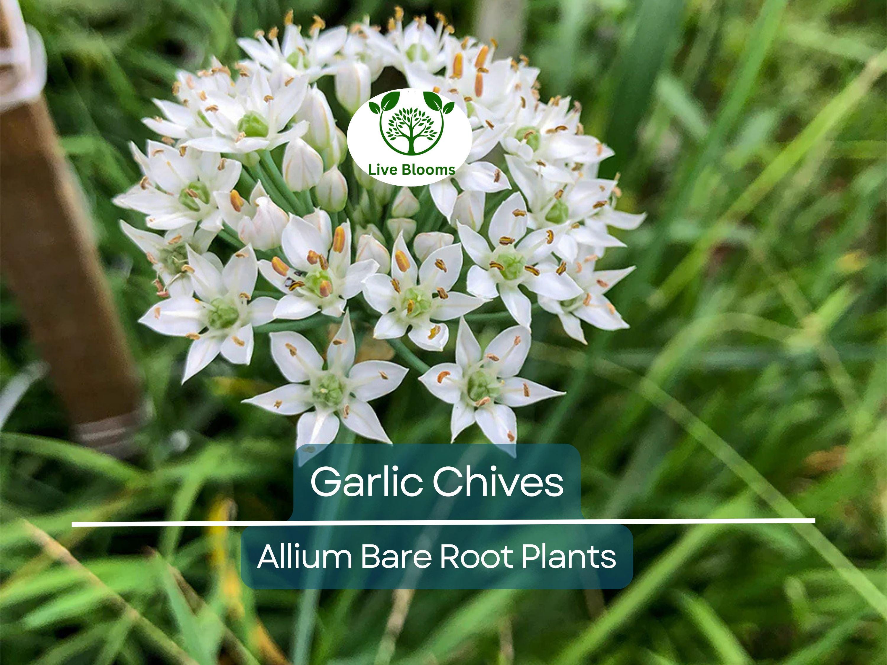 25 Garlic Chives Live Plants – Bare Root Stalks – Edible Herb for Garden or Container – Allium Tuberosum, Easy to Grow