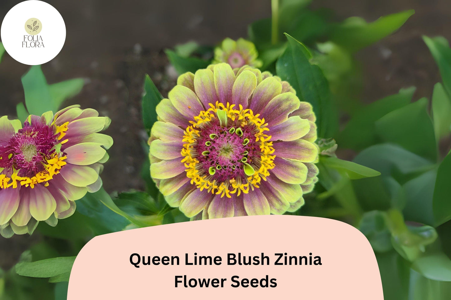 100+ Queen Lime Blush Zinnia Seeds | Soft Lime & Blush Blooms | Compact Garden Annual Flowers, Easy Grow, Cut Flower Variety