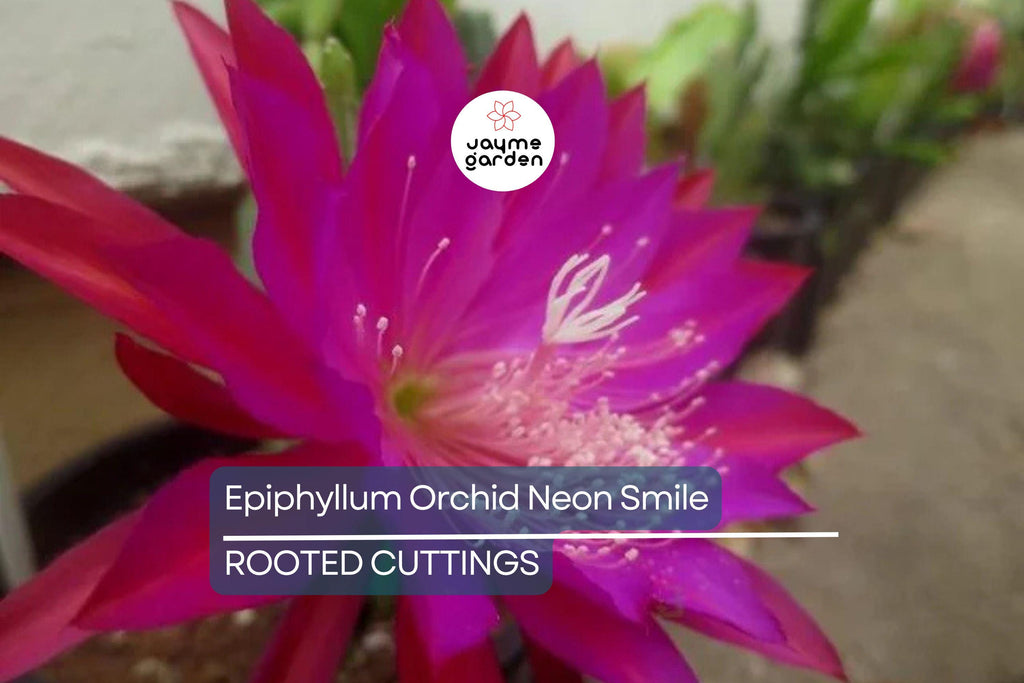 Epiphyllum Orchid Cactus Neon Smile | 3 Rooted Cuttings | Pink Blooms | Easy-Care Exotic Plant | Fresh Growth | Unpotted