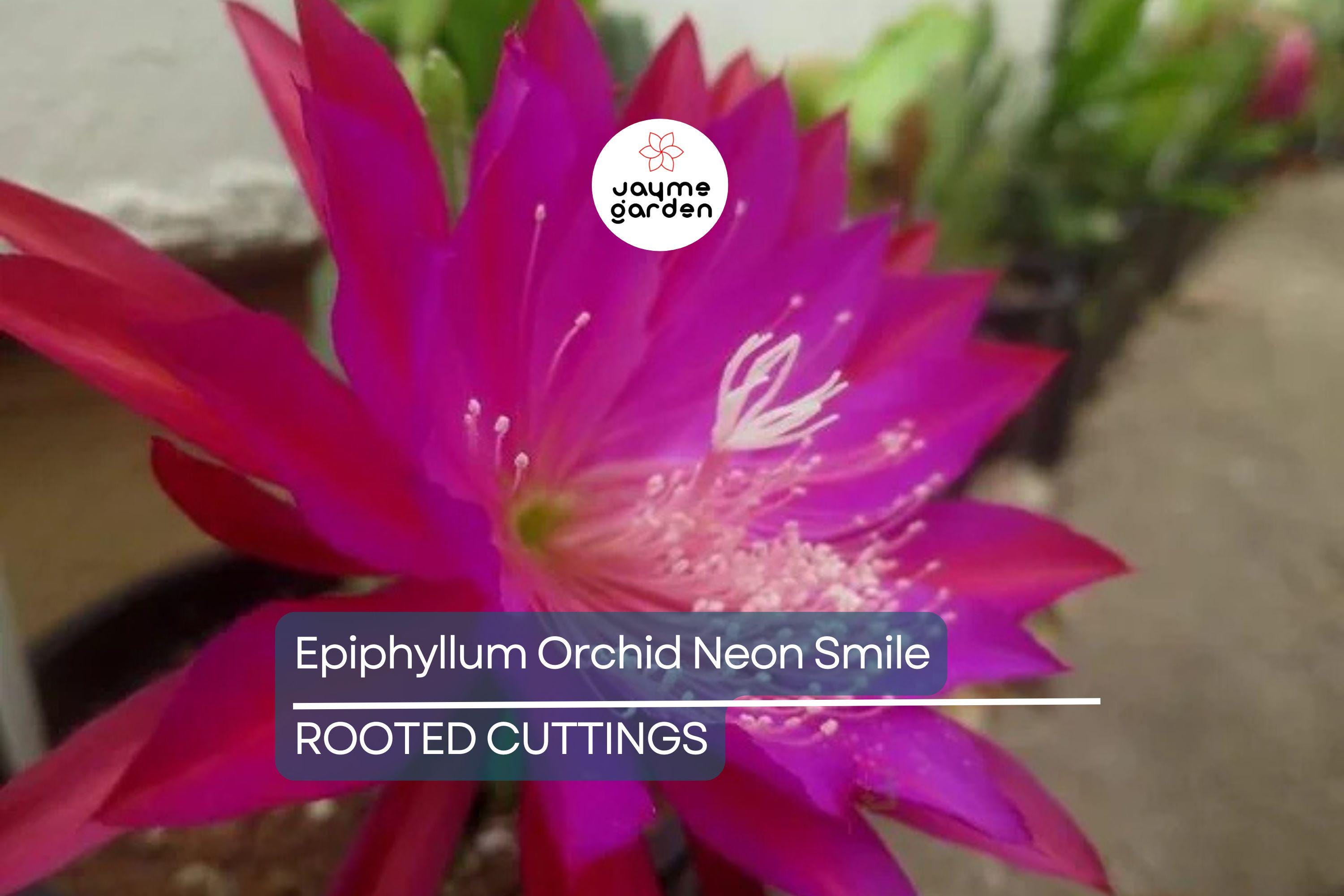 Epiphyllum Orchid Cactus Neon Smile | 3 Rooted Cuttings | Pink Blooms | Easy-Care Exotic Plant | Fresh Growth | Unpotted