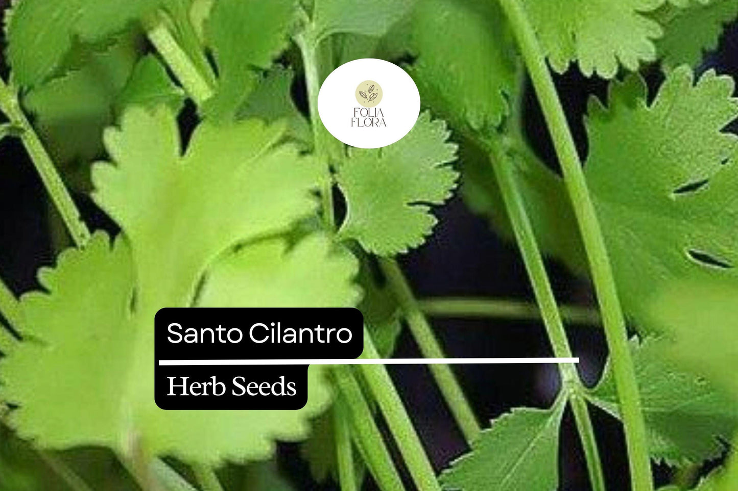 100 Seeds Santo Cilantro - Coriandrum sativum | Aromatic Herb for Culinary Use