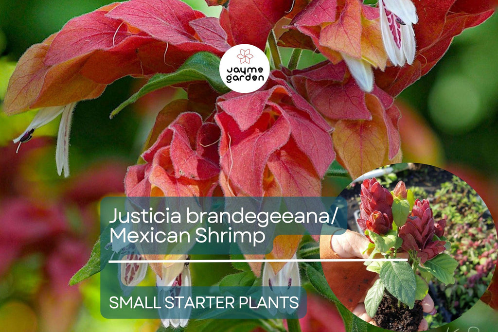 Justicia brandegeeana Mexican Shrimp Starter Plant - Red Maroon Blooms, 5-7 Inches Tall - Tropical Beauty for Gardens & Containers