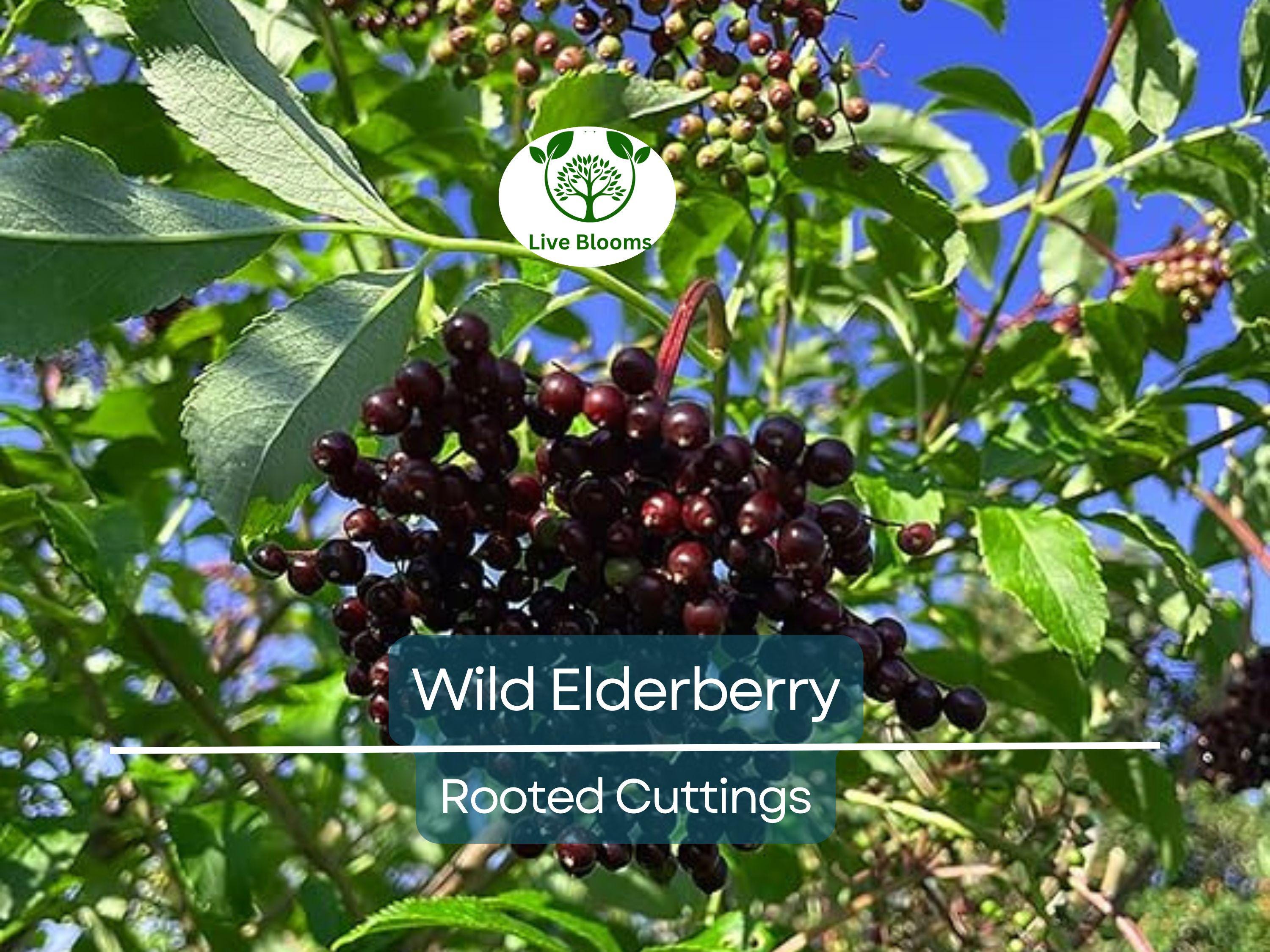 3 Rooted Cuttings Wild Elderberry (Sambucus nigra) – Fresh Elderberry Plants, Home Garden, Organic, Rare Elderberry Variety