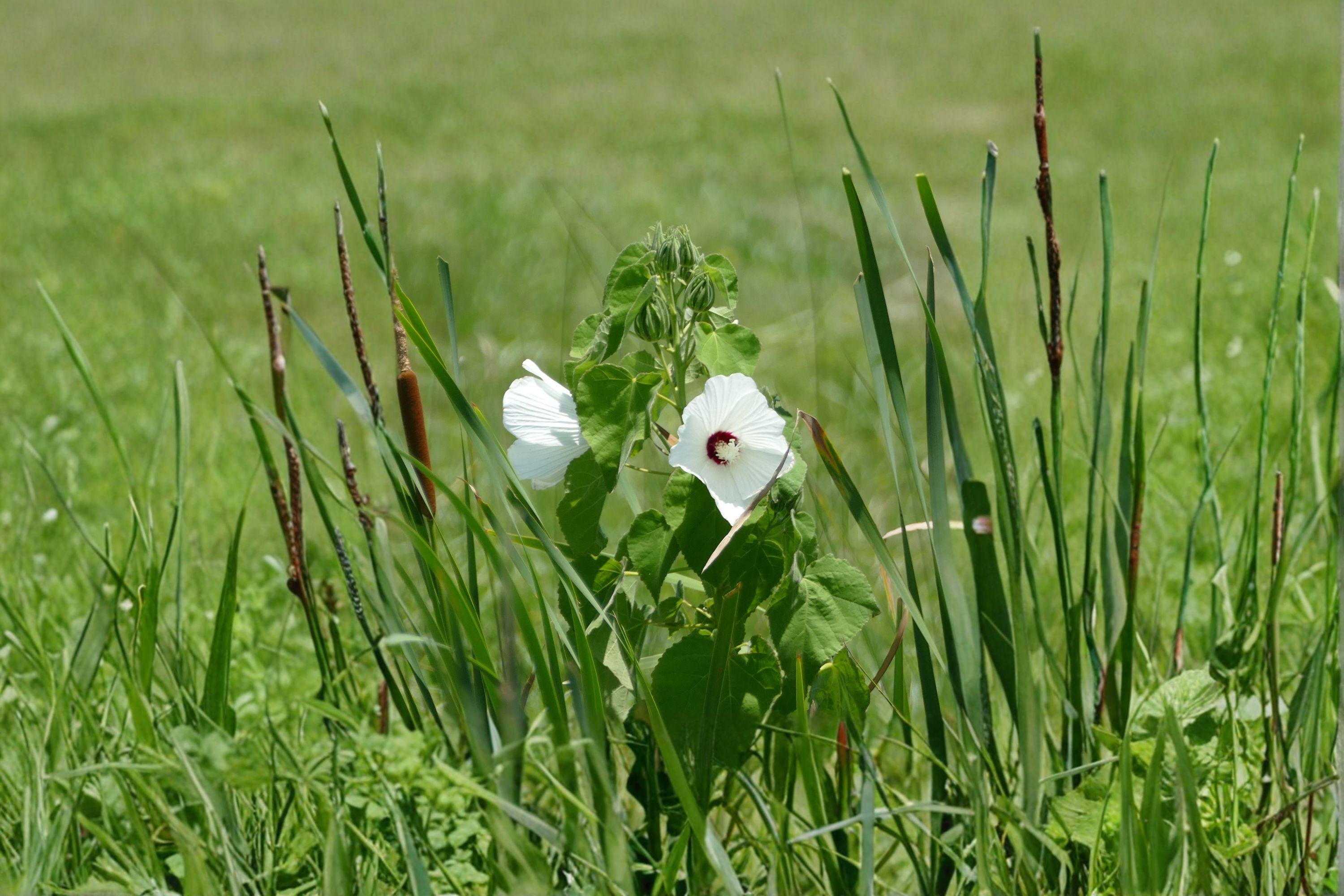 Hairy-Fruited Hibiscus – Hibiscus lasiocarpos | 25 Seeds | Woolly Rose Mallow Native Wildflower