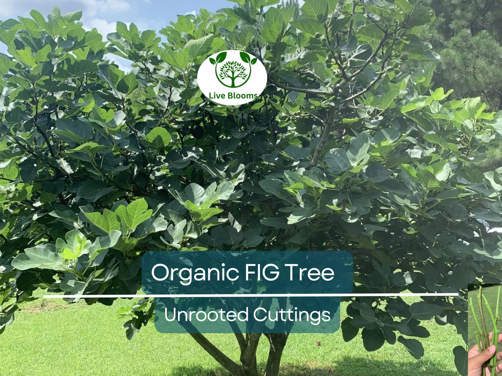 5 Organic Fig Tree Unrooted Cuttings 8" Each From Fruiting Tree - Ficus Carica, Healthy, Perfect for Planting & Propagation