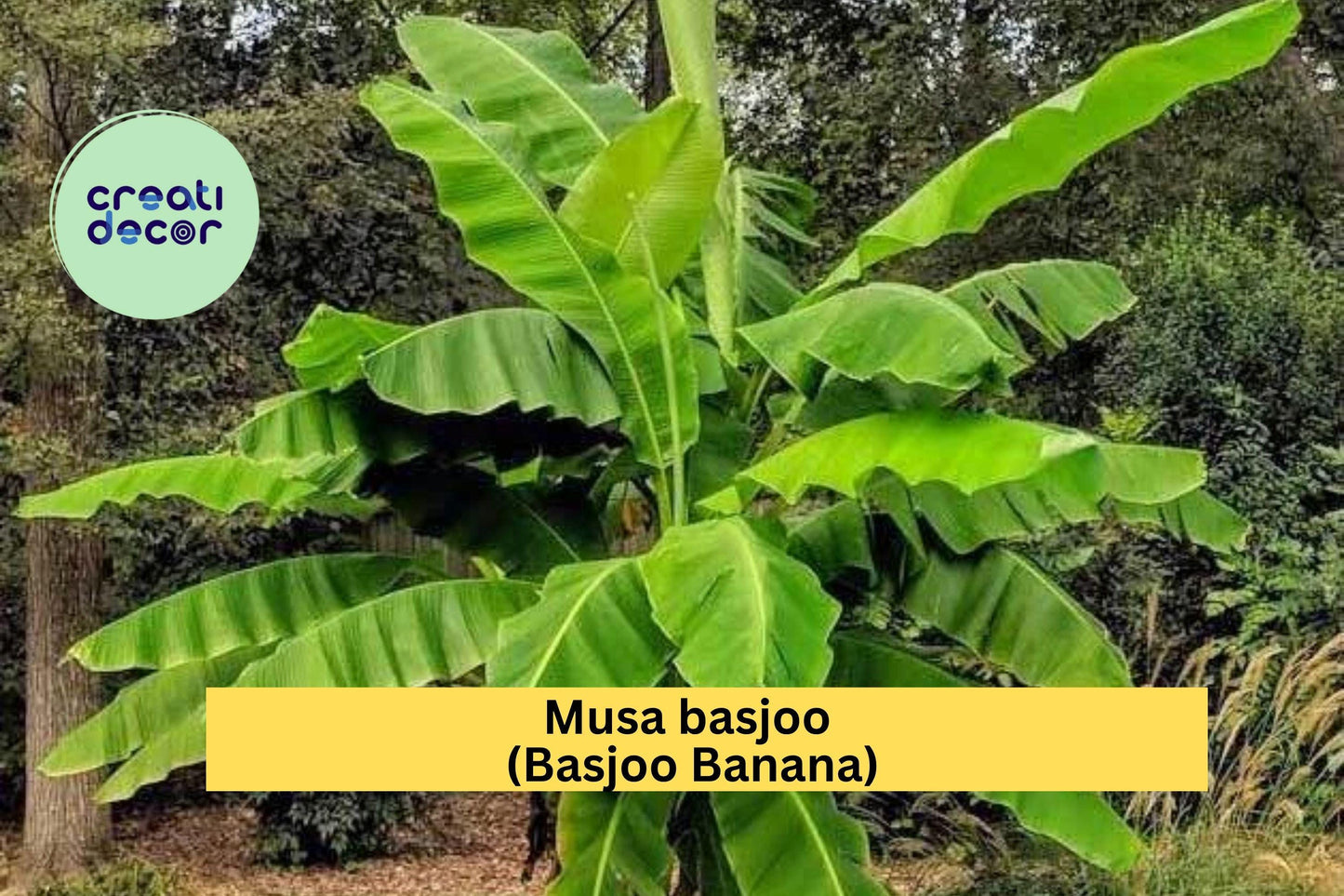 Cold Hardy Basjoo Banana Tree – Musa basjoo – Small Live Rooted Starter Plant for Tropical Garden or Patio Landscaping