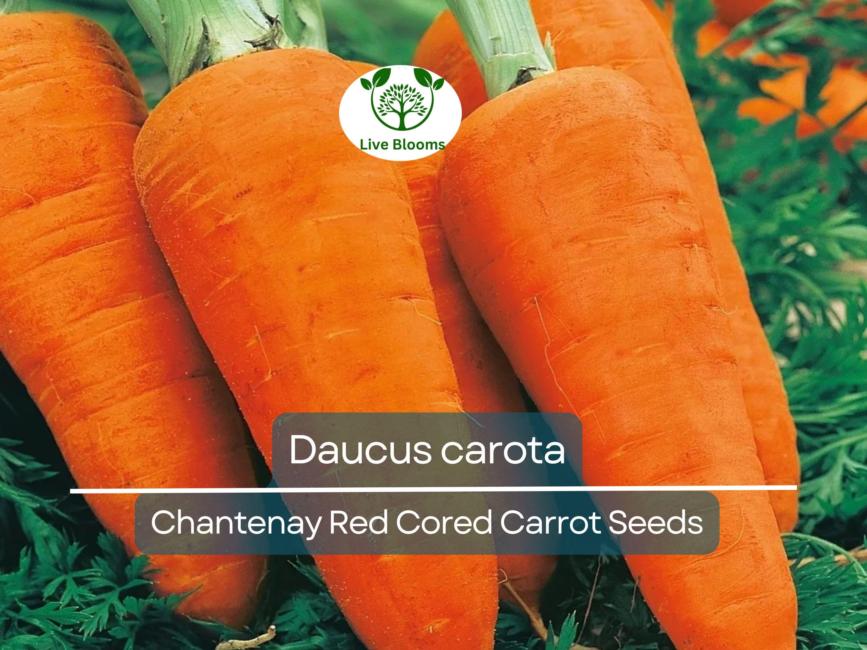 800 Seeds Chantenay Red Cored Carrot - Daucus carota | Heirloom Carrot for Planting, Gardening & Sweet, Crisp Root Harvest