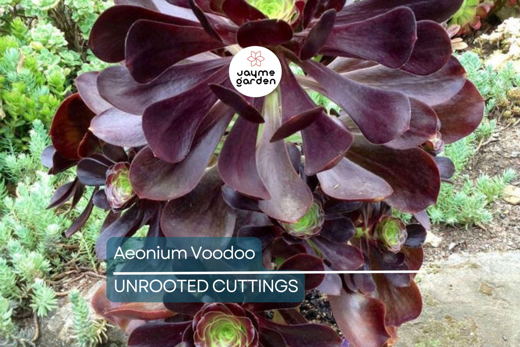 Aeonium ‘Voodoo’ Cutting | Rare Succulent with Deep Purple Rosettes | Easy to Grow