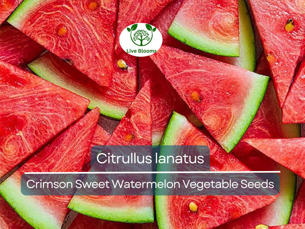 2 Gram Seeds Watermelon Crimson Sweet – Citrullus lanatus | Heirloom Seeds for Planting, Juicy and Sweet Watermelon Variety