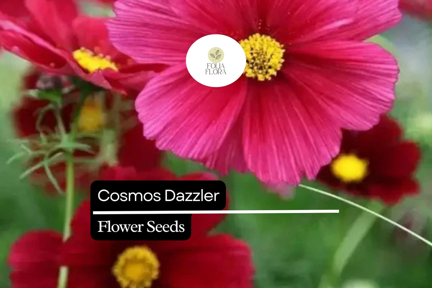 200+ Dazzler Cosmos Flower Seeds | Bright Magenta Blooms | Easy-Grow Annuals for Pollinator-Friendly & Cut Flower Gardens