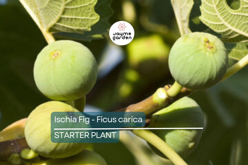 Ischia Fig - Ficus carica | Live Well-Rooted Starter Plant | Spring Special | Sweet Berry Flavor | Zone 6-9
