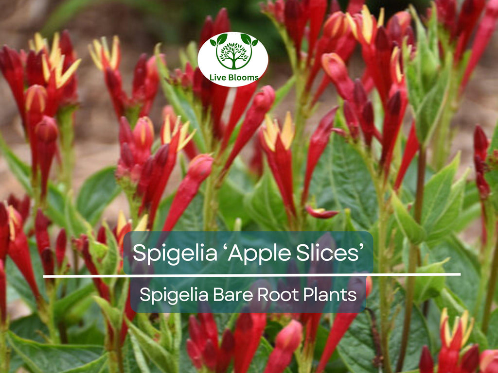 1 Spigelia ‘Apple Slices’ – Bare Root Plant (4–5") – Native Shade Perennial – Red & Yellow Blooms – Hummingbird Favorite