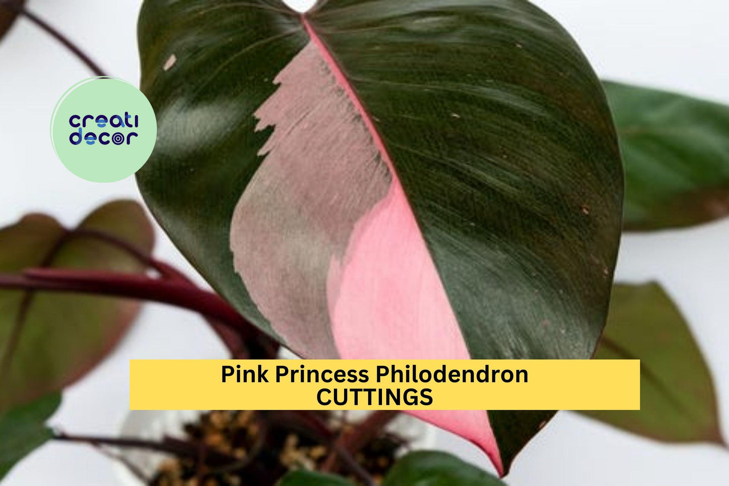 1 Pink Princess Philodendron Cutting – High Variegation PPP | Rare Unrooted Plant Cutting for Collectors, Houseplant Lovers, or Propagation