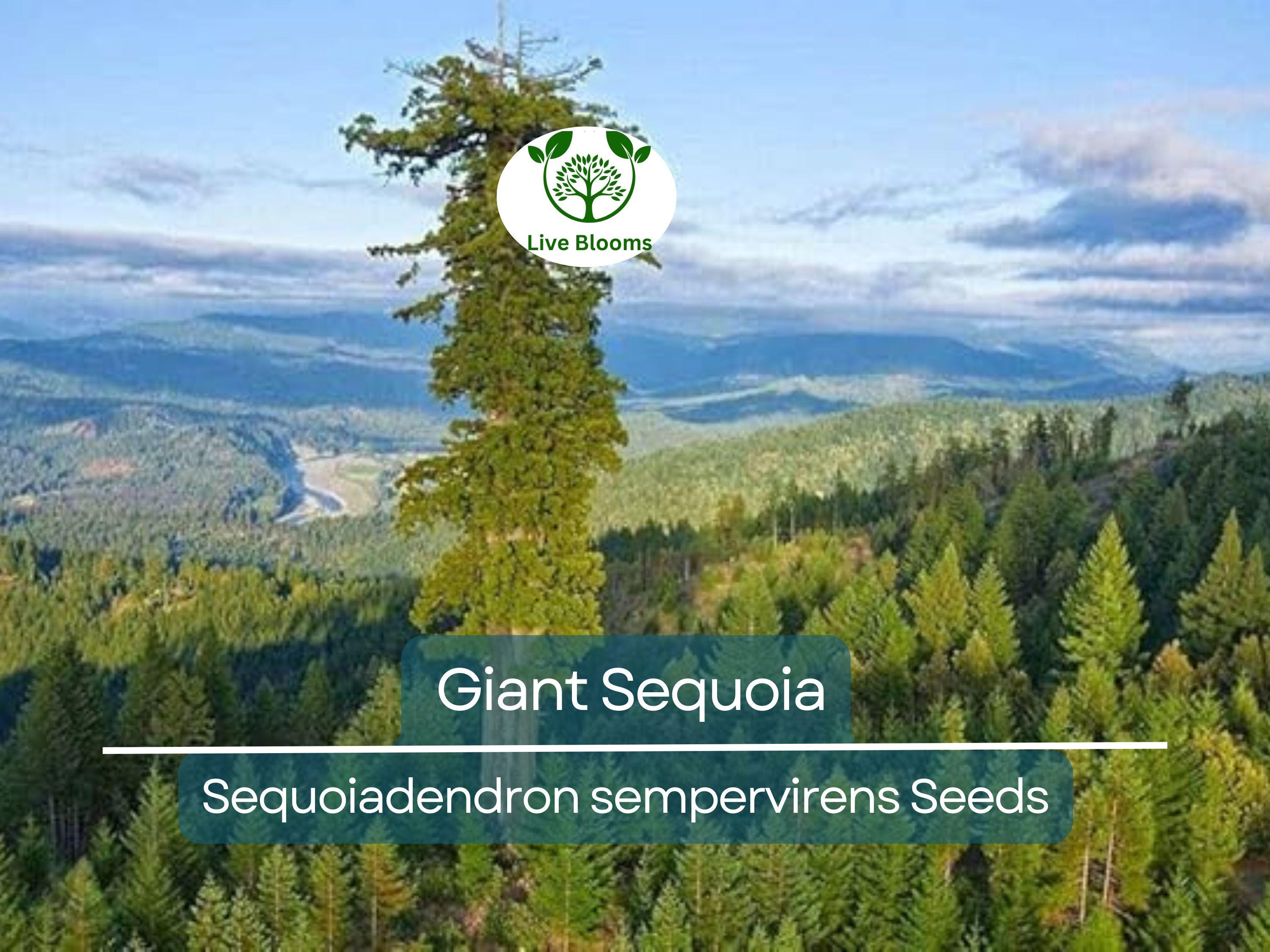 40 Giant Sequoia California Redwood Seeds - Sequoiadendron sempervirens - Grow Majestic Trees, Largest Trees on Earth, Fast Growing