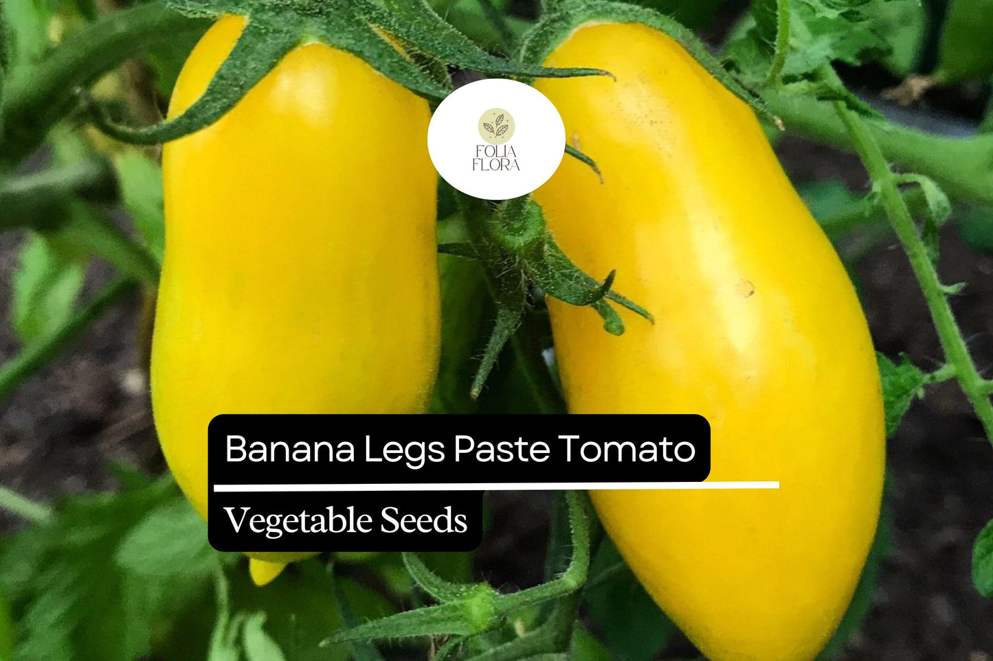 30 Banana Legs Tomato Seeds – Solanum lycopersicum – Heirloom, Yellow Paste Tomato, Mild & Meaty, Perfect for Sauces