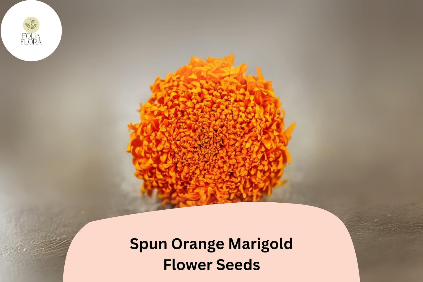 25+ Spun Orange Marigold Seeds | Tagetes erecta | Large Ruffled Orange Blooms | Easy Annual Garden Planting Seeds