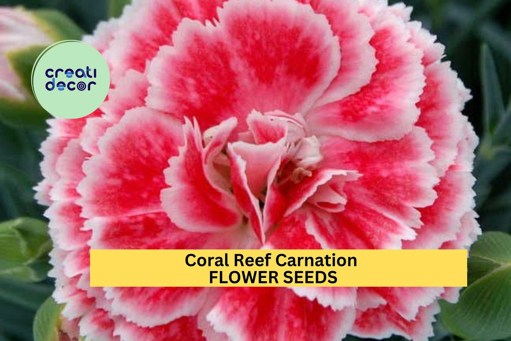 200+ Coral Reef Carnation Seeds – Frilled Coral-Pink Blooms for Garden Planting, Long-Lasting Annuals for Beds & Bouquets – USA