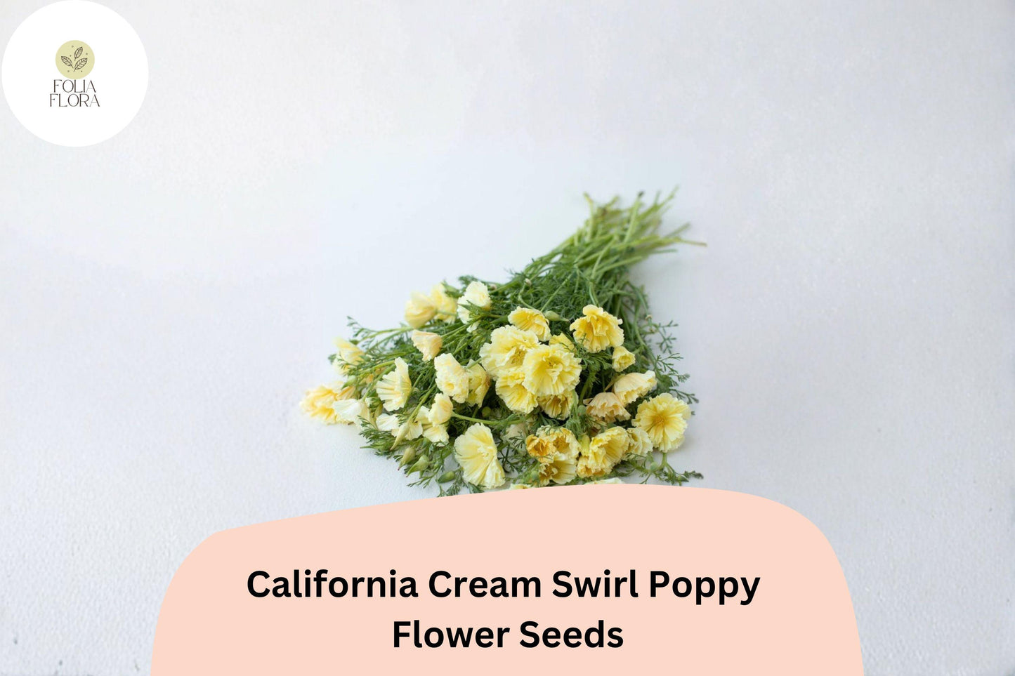 200+ California Cream Swirl Poppy Seeds | Eschscholzia californica | Creamy White & Yellow Blooms | Easy Wildflower Seeds