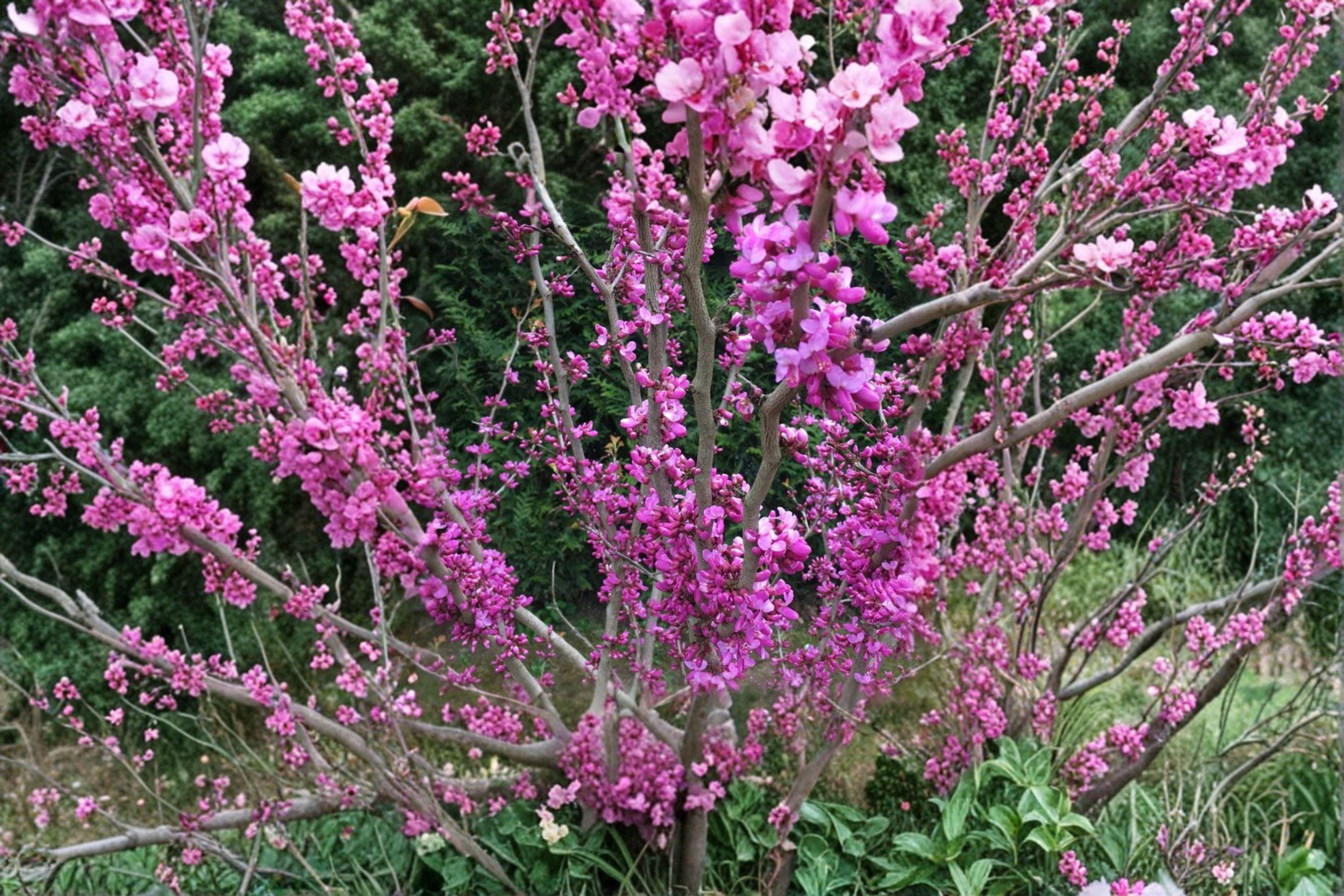 Chinese Redbud – Cercis chinensis 10 Seeds | Showy Spring Blooms | Compact Ornamental Tree | Pollinator-Friendly