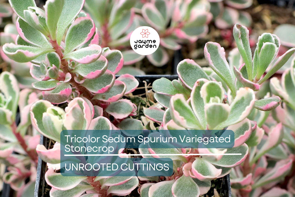 Tricolor Sedum Spurium Variegated Stonecrop | 4 Live Succulent Cuttings (2"-4") | Hardy, Colorful Ground Cover