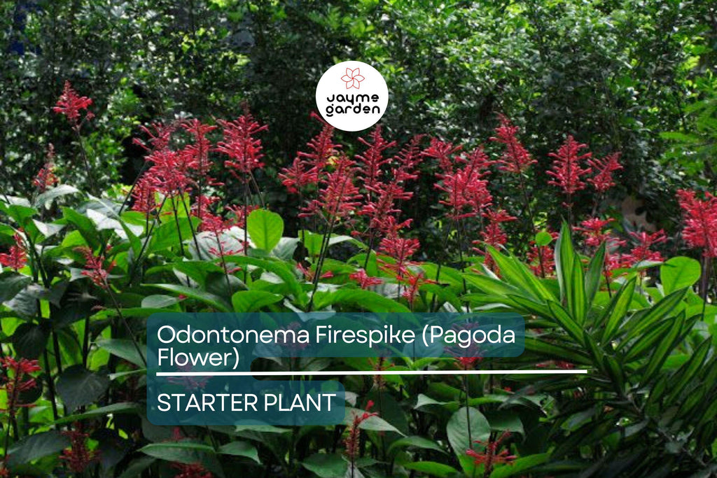 Odontonema Firespike (Pagoda Flower) | Odontonema strictum Live Plant | Vibrant Red Blooms | Butterfly & Hummingbird Magnet